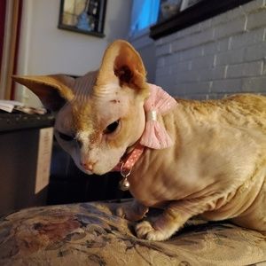 Meet your Posher, Dawn